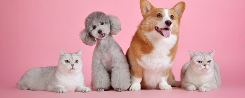 Comment devenir pet sitter à domicile